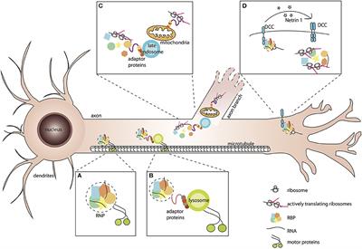 Local Translation in Axons: When Membraneless RNP Granules Meet Membrane-Bound Organelles